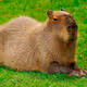 Capybara