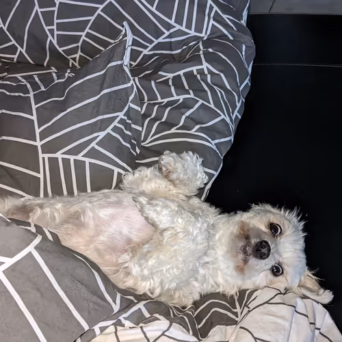 Chilling Maltese