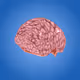 MrHamms Big Brain Collection