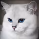 WCat