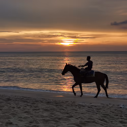 Horse on the beach