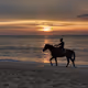 Horse on the beach