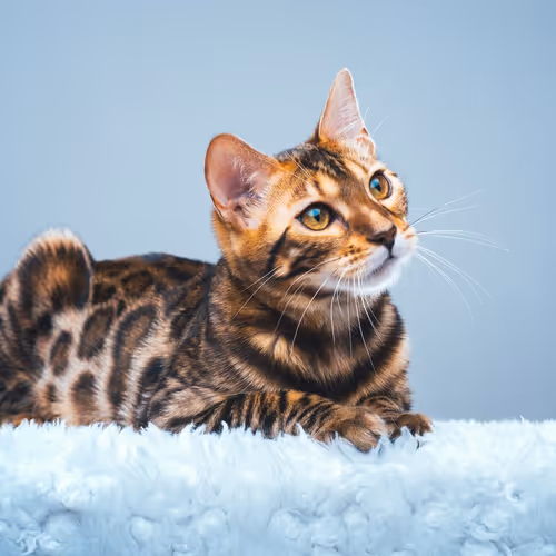 Bengal