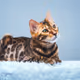 Bengal