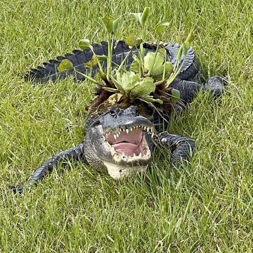 metatown.lens-Collect-1528