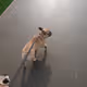 Doggos