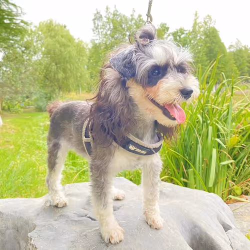 zksyncc.lens-Collect-82