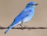 BlueBirds