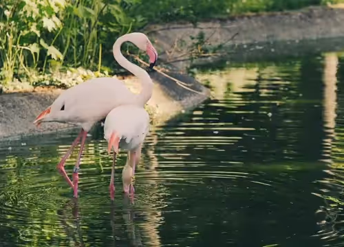 Lens Collect | Profile #75268 - Publication #1871