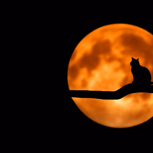 Night cat