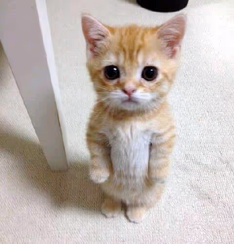 Cute Cat Standing