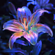 Glow Lily