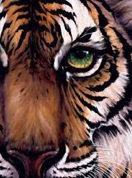 eyeofthetiger