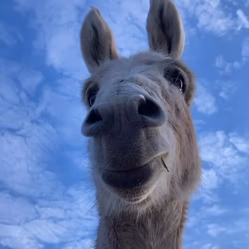 mrravi253.lens-Collect-2584