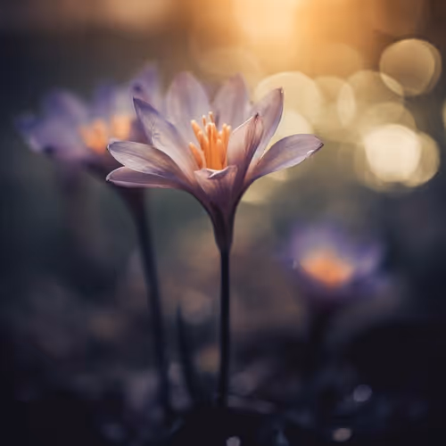 mojiniho.lens-Collect-1363