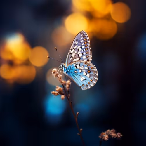 mojiniho.lens-Collect-1362