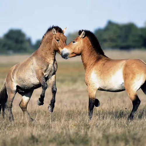 horses
