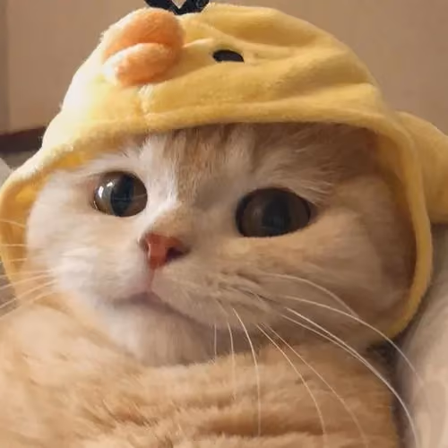 dgeh
