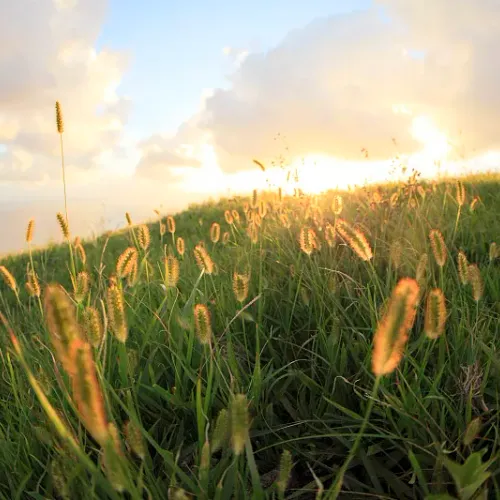 oooo3.lens-Collect-979