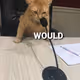 would cat