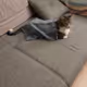 mycats