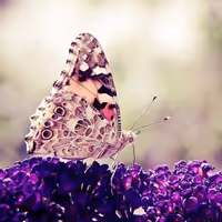 ppyaa.lens-Collect-15