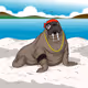 Walrus