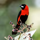 Birds Collection