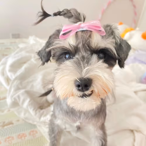 cyptozhang.lens-Collect-50