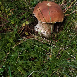NTF Forest mushroom