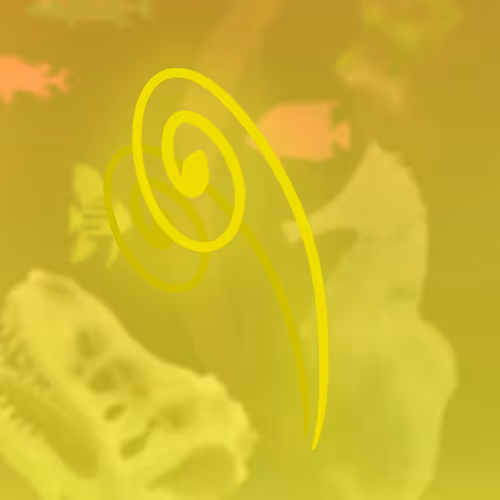 Feeshes Airdrops