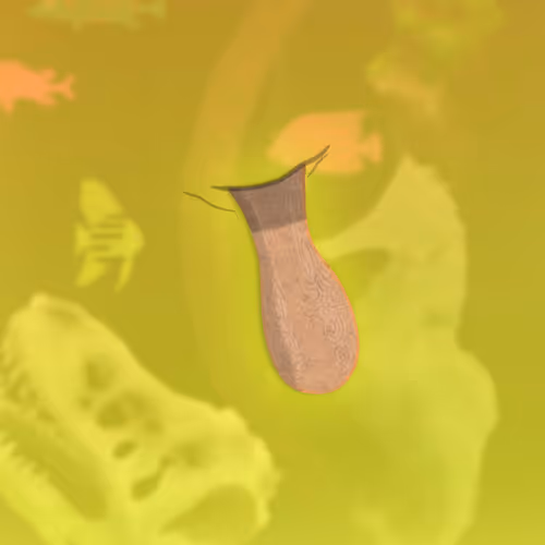 Feeshes Airdrops