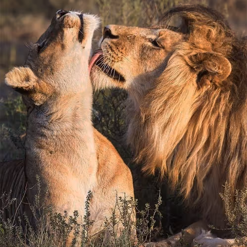 Lion Love