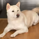 troy shiba