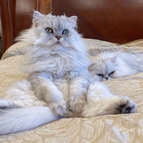 mohammadksa.lens-Collect-146