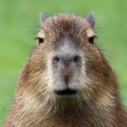 Capybara