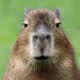 Capybara