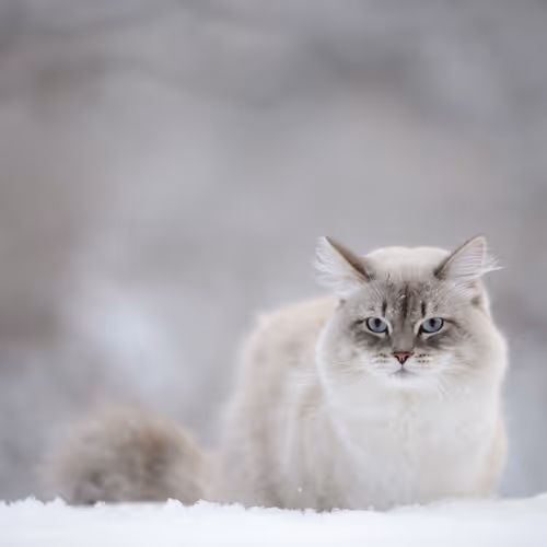 Snowcat