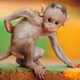 Animal funny picture