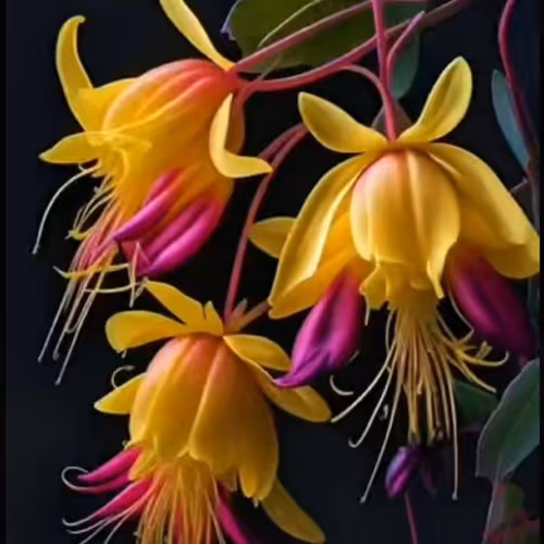 covit2019.lens-Collect-451