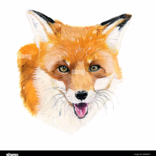 "foxcollection"