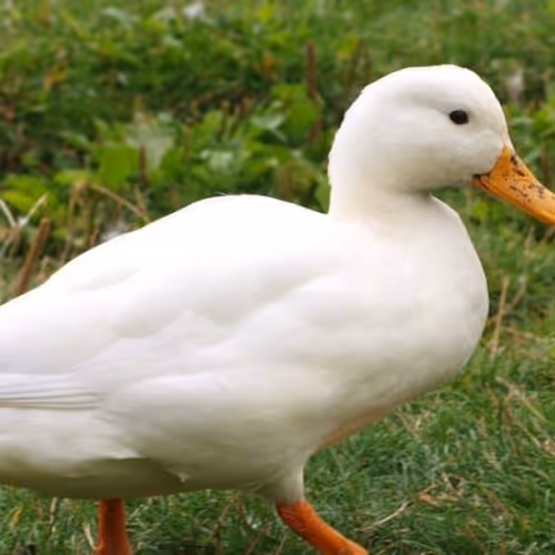 Utkar