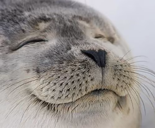 happy