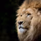 Lion NFT