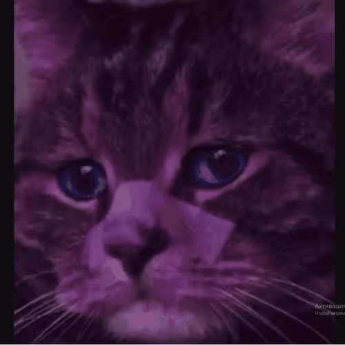 Sad Cat