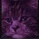 Sad Cat