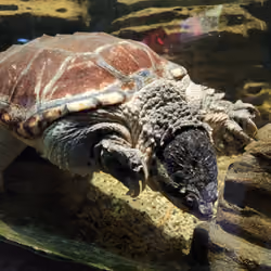 NFTturtle