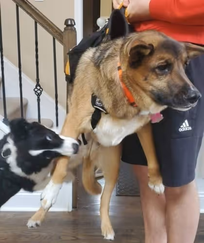 mamal.lens-Collect-1683