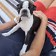 BOSTON TERRIER