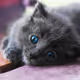 Beautiful Kittys